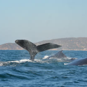 *Avistamiento de ballenas y delfines en Huatulco
