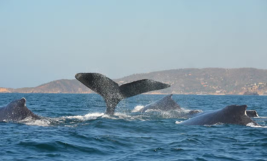 *Avistamiento de ballenas y delfines en Huatulco